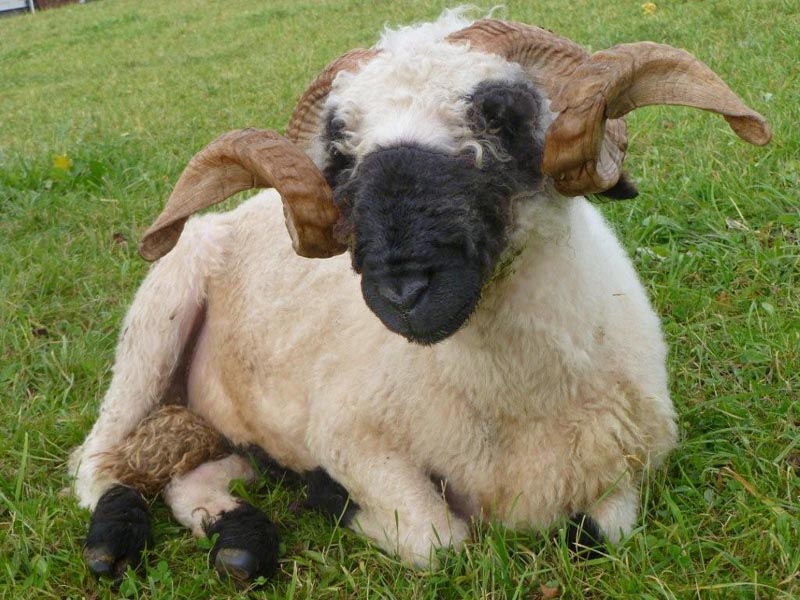 Walliser Schwarznasenschaf