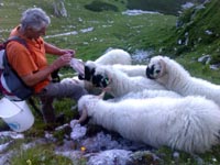 Walliser Schwarznasenschafe auf der Alm im Salzkammergut