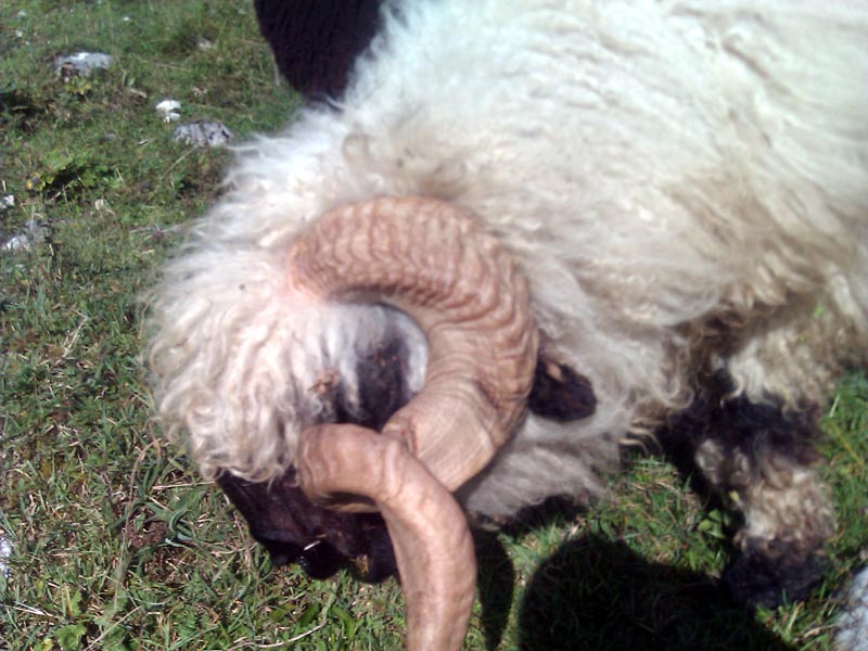 Walliser Schwarznasenschaf | Horn