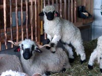 Walliser Schwarznasen-Schaf mit Hubert Unterberger