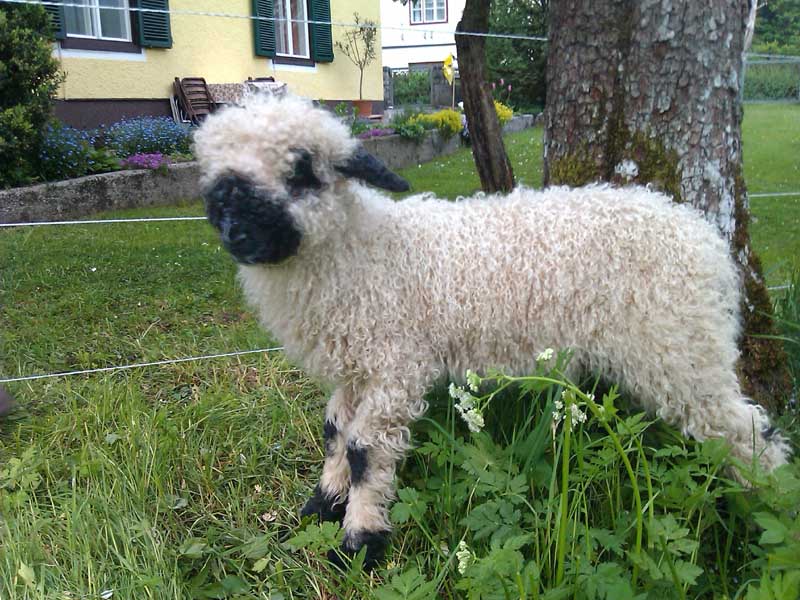 Walliser Schwarznasenschaf SCHNUCKI zu verkaufen