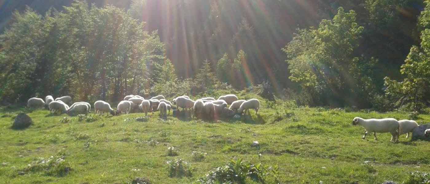 Walliser Schwarznasenschafe