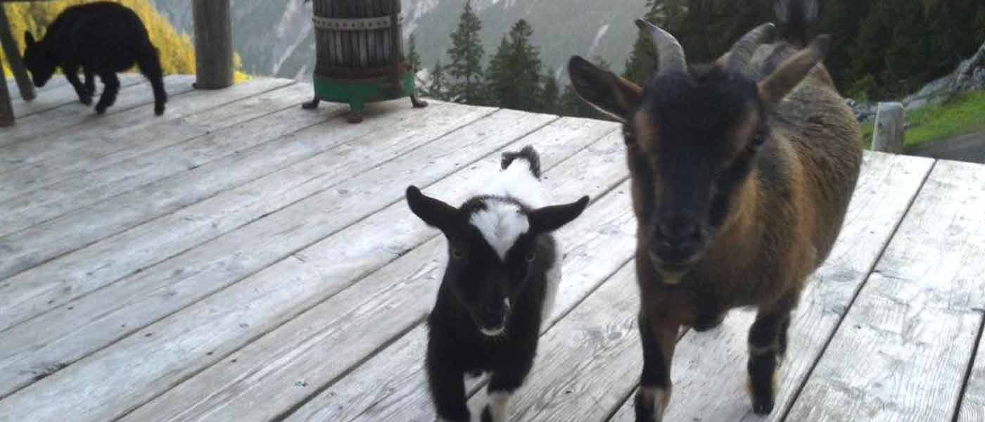 Angerkaralm im Salzkammergut