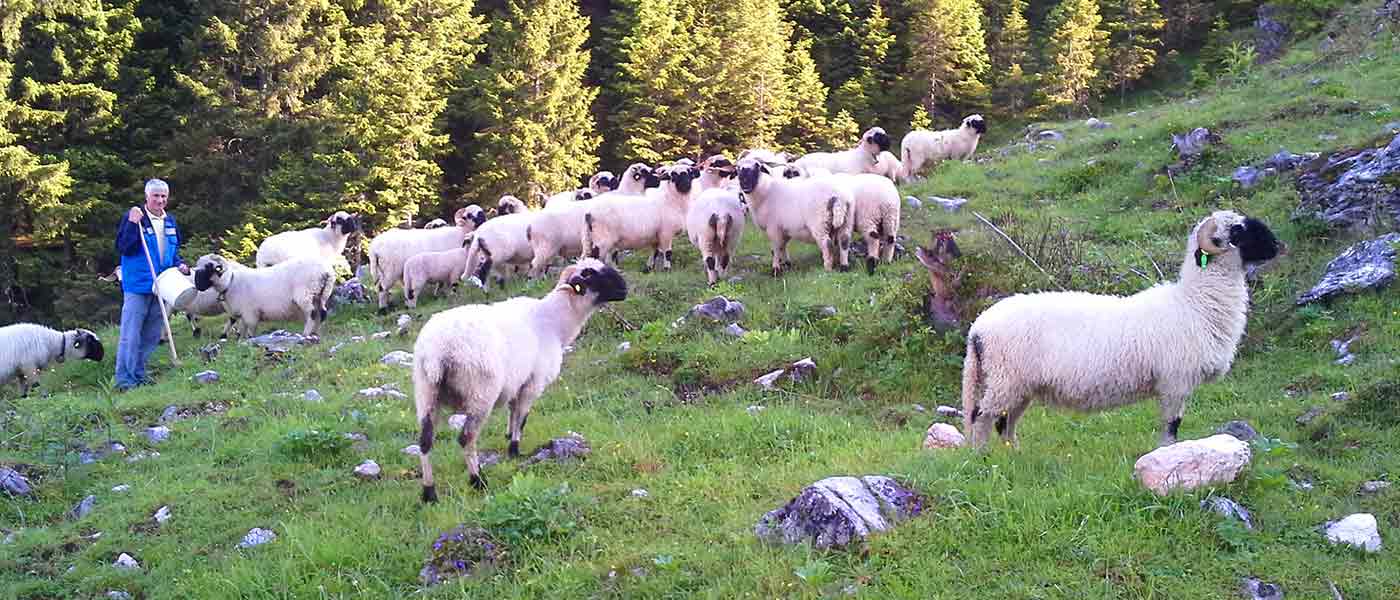 Walliser Schwarznasenschafe