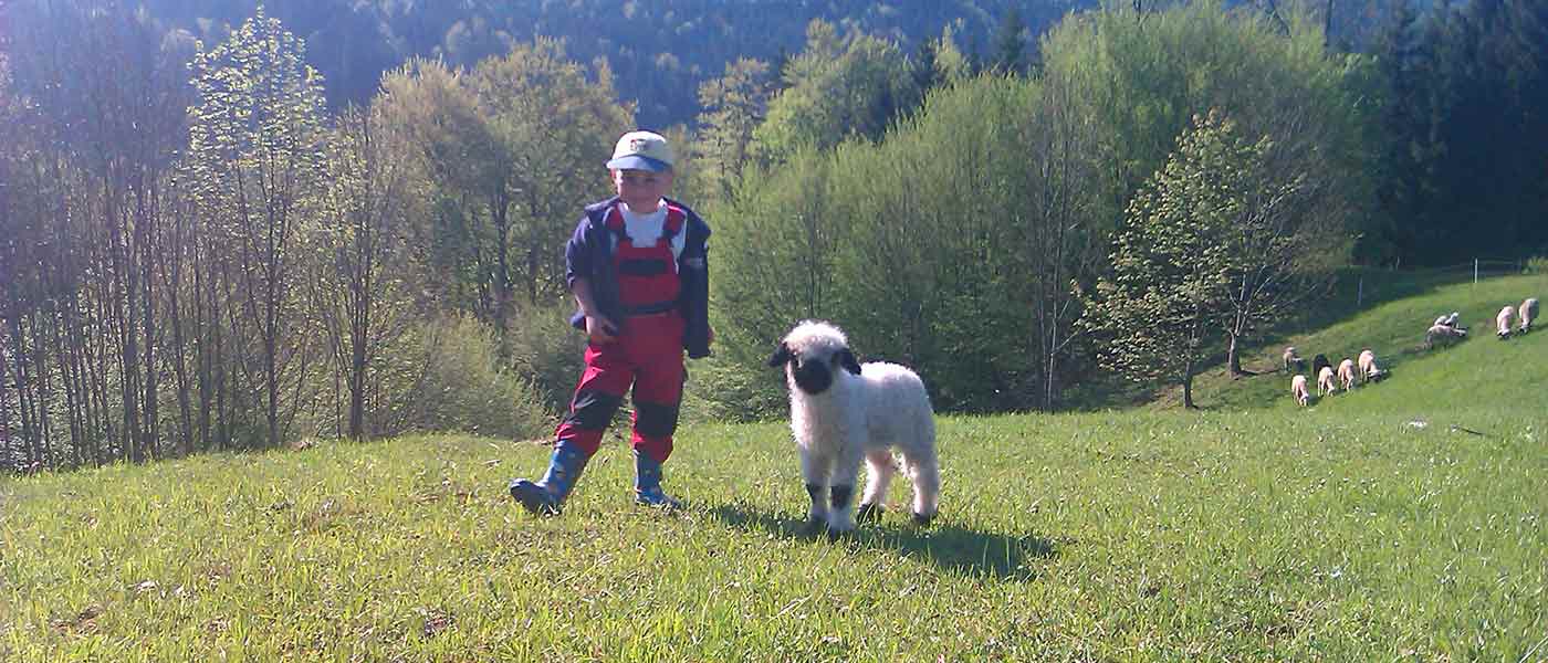 Walliser Schwarznasenschafe